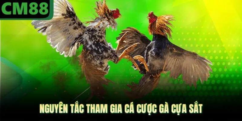Nguyên tắc tham gia cá cược gà cựa sắt